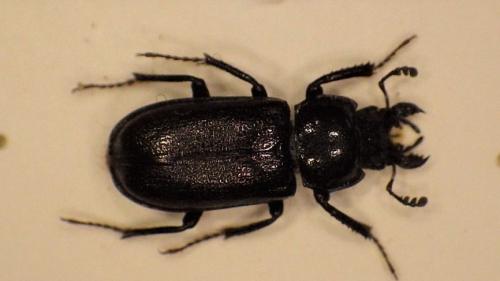 Platycerus sp.
